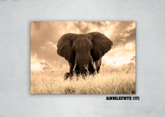 Elefantes 17 en internet