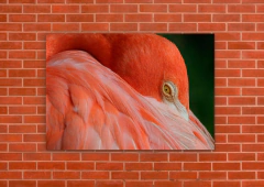 Flamencos 109 - MetaXroma