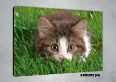 Gatos 16 - MetaXroma