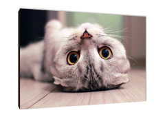 Gatos 2 - comprar online