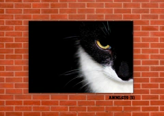 Gatos 5 - tienda online