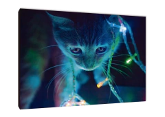 Gatos 7 - comprar online