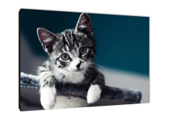 Gatos 8 - comprar online