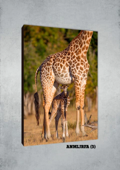 Jirafas 3 - MetaXroma