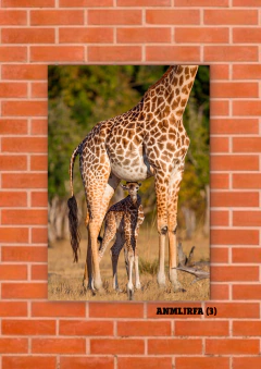 Jirafas 3 - tienda online