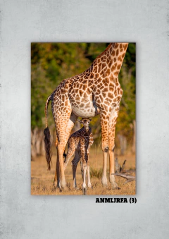 Jirafas 3 en internet