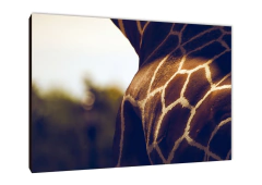 Jirafas 6 - comprar online