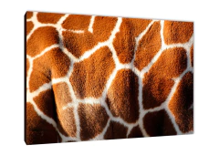 Jirafas 9 - comprar online