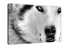 Lobos 1 - comprar online