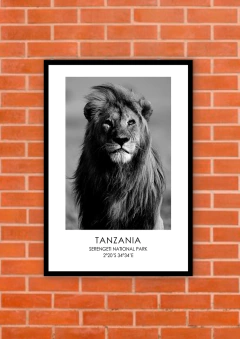 Leones 175 - tienda online