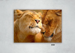 Leones 180 en internet