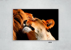 Leones 183 en internet