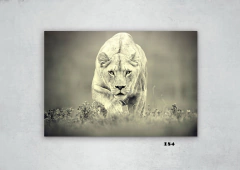 Leones 184 en internet