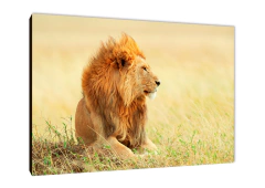 Leones 202 - comprar online