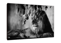 Leones 210 - comprar online