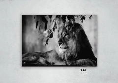 Leones 210 en internet