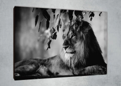 Leones 210 - MetaXroma