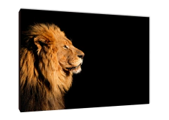 Leones 222 - comprar online