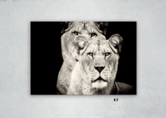 Leones 37 en internet