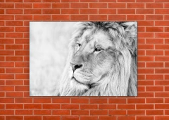 Leones 72 - tienda online