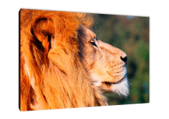 Leones 83 - comprar online