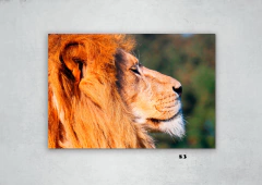 Leones 83 en internet