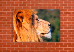 Leones 83 - tienda online