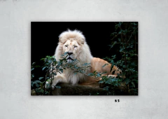 Leones 85 en internet