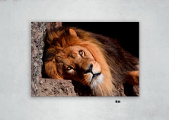 Leones 86 en internet