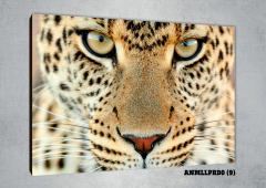 Leopardos 9 - MetaXroma