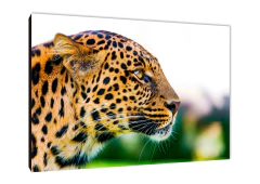 Leopardos 12 - comprar online