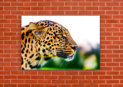 Leopardos 12 - tienda online