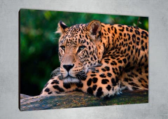 Leopardos 46 - MetaXroma