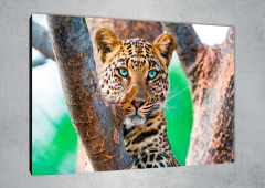 Leopardos 55 - MetaXroma