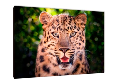 Leopardos 57 - comprar online