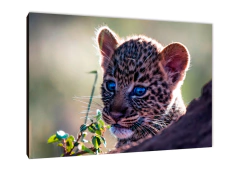 Leopardos 59 - comprar online