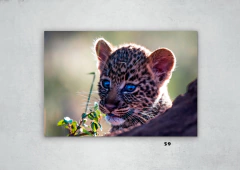 Leopardos 59 en internet