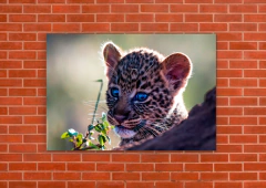 Leopardos 59 - tienda online