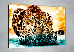 Leopardos 67 - MetaXroma