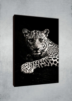 Leopardos 79 - MetaXroma