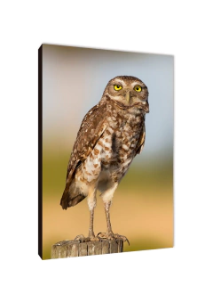 Pájaros 27 - comprar online