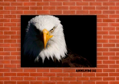 Pájaros 4 - tienda online