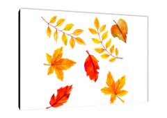 Hojas 177 - comprar online