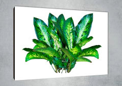 Hojas 192 - MetaXroma