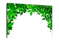 Hojas 423 - comprar online