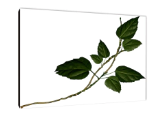 Hojas 432 - comprar online