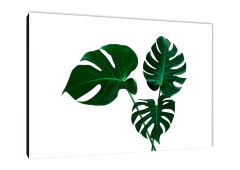 Hojas 86 - comprar online