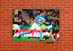 Pumas 19 en internet