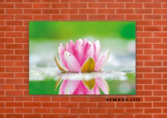 Flor de loto 17 en internet