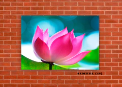 Flor de loto 19 en internet